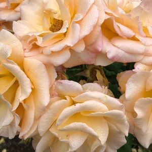 Meet your Posher, Nicole